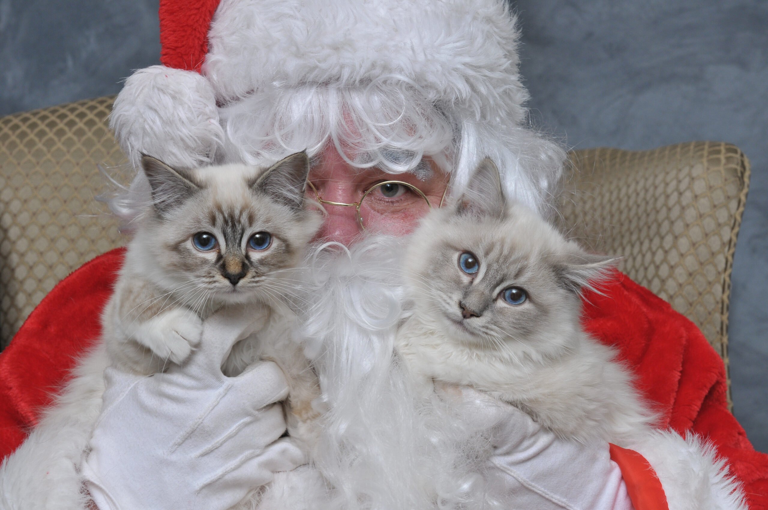 Picture Your Pets with Santa Kyhumane